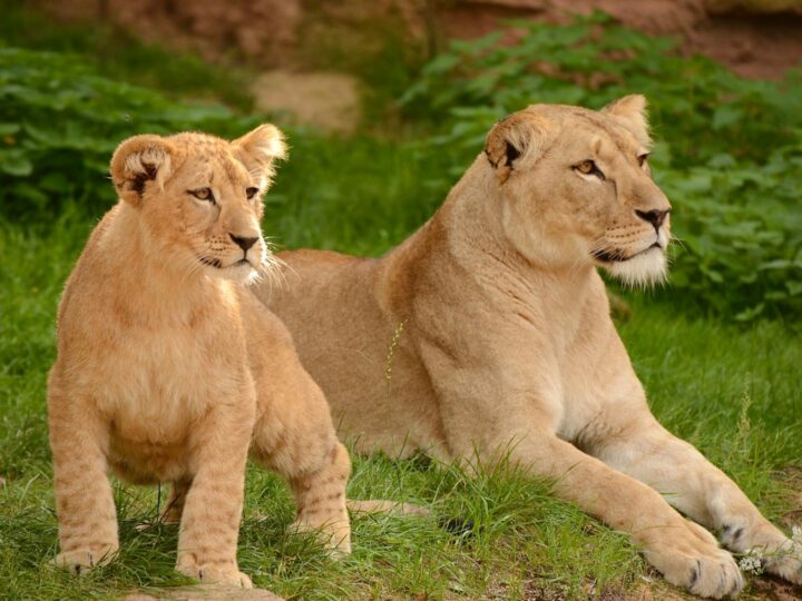 Zoo di Basilea
